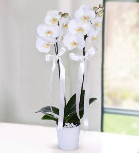 2'li Beyaz Orkide